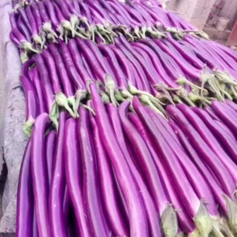 丰茄2号紫红长茄子种子线茄杭茄子种籽春秋农家高产蔬菜茄子