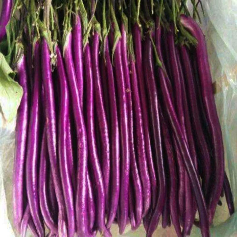 丰茄2号紫红长茄子种子线茄杭茄子种籽春秋农家高产蔬菜茄子