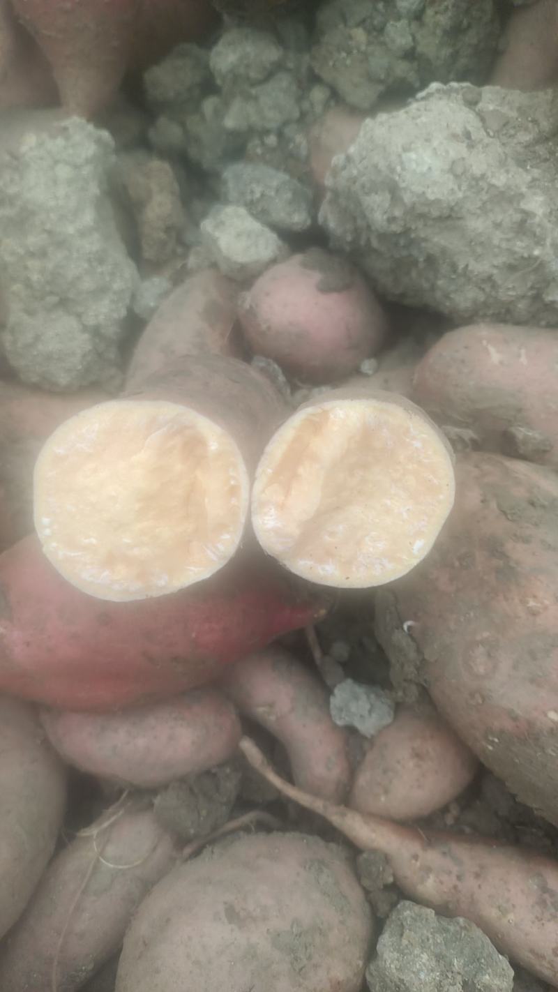 龙九红薯【精品红薯】大量供应，品质保证，产地直发货源充足