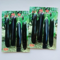萧新绿钻茄子种子早熟高产黑紫茄子绿把顺直长棒形农家大田蔬