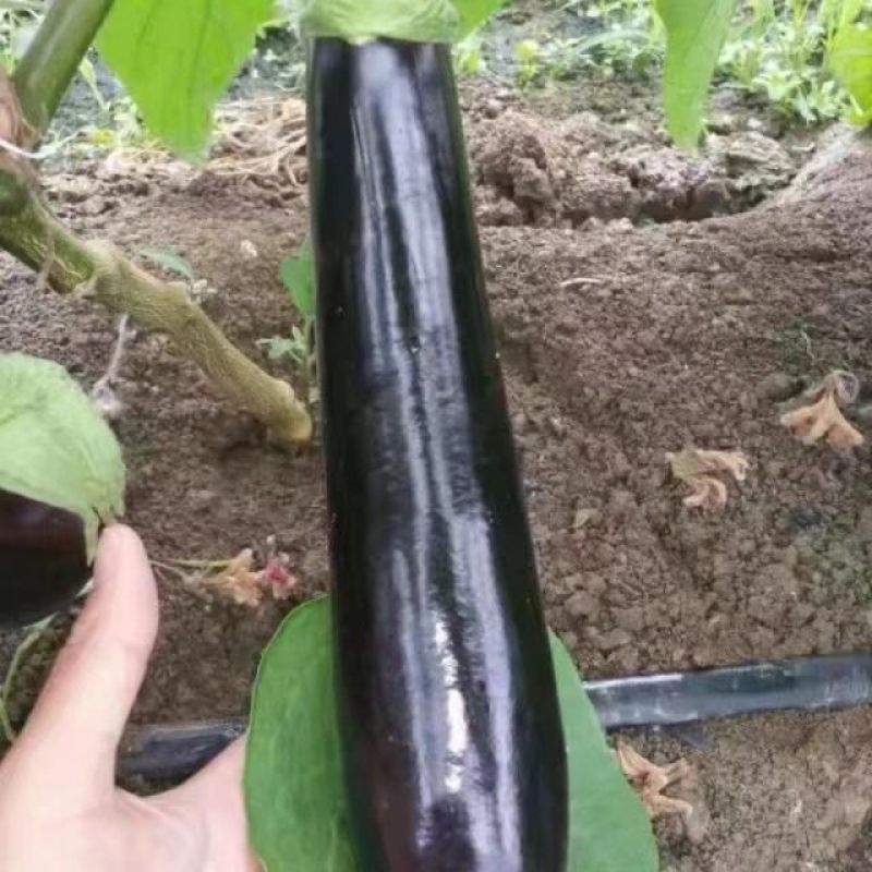 萧新绿钻茄子种子早熟高产黑紫茄子绿把顺直长棒形农家大田蔬