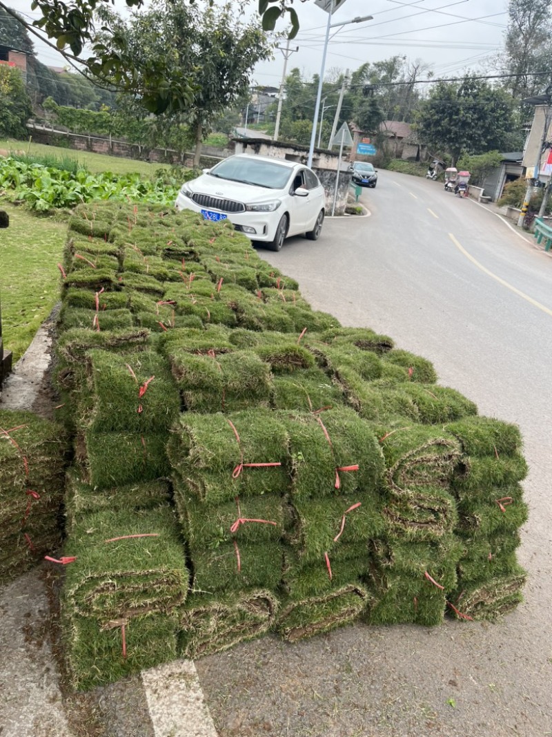 绿化草坪优质草坪草台湾二号。量大价优欢迎来电