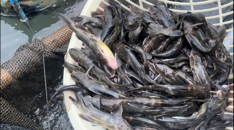 水库黄骨鱼无泥腥味，无崔黄