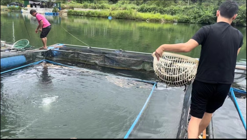 水库黄骨鱼无泥腥味，无崔黄