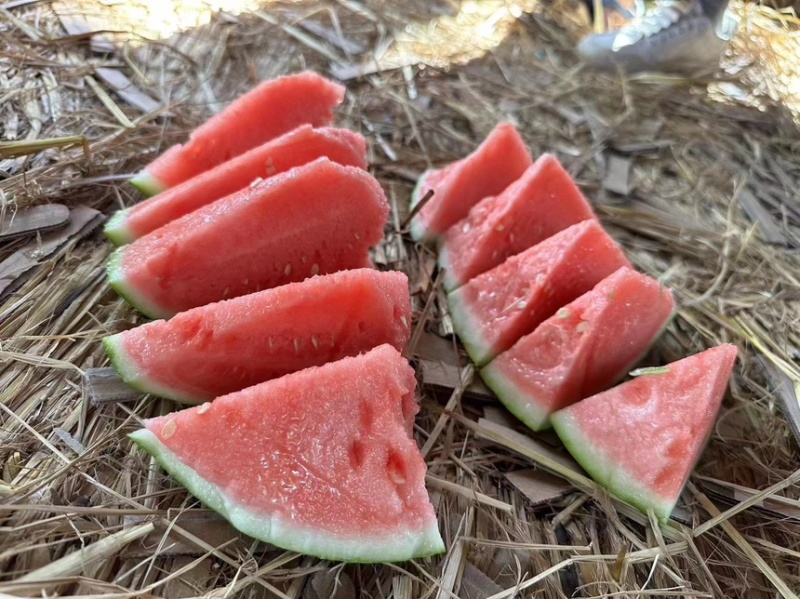 海南无籽美都，大量上市，产地直发，欢迎咨询，致电有优惠