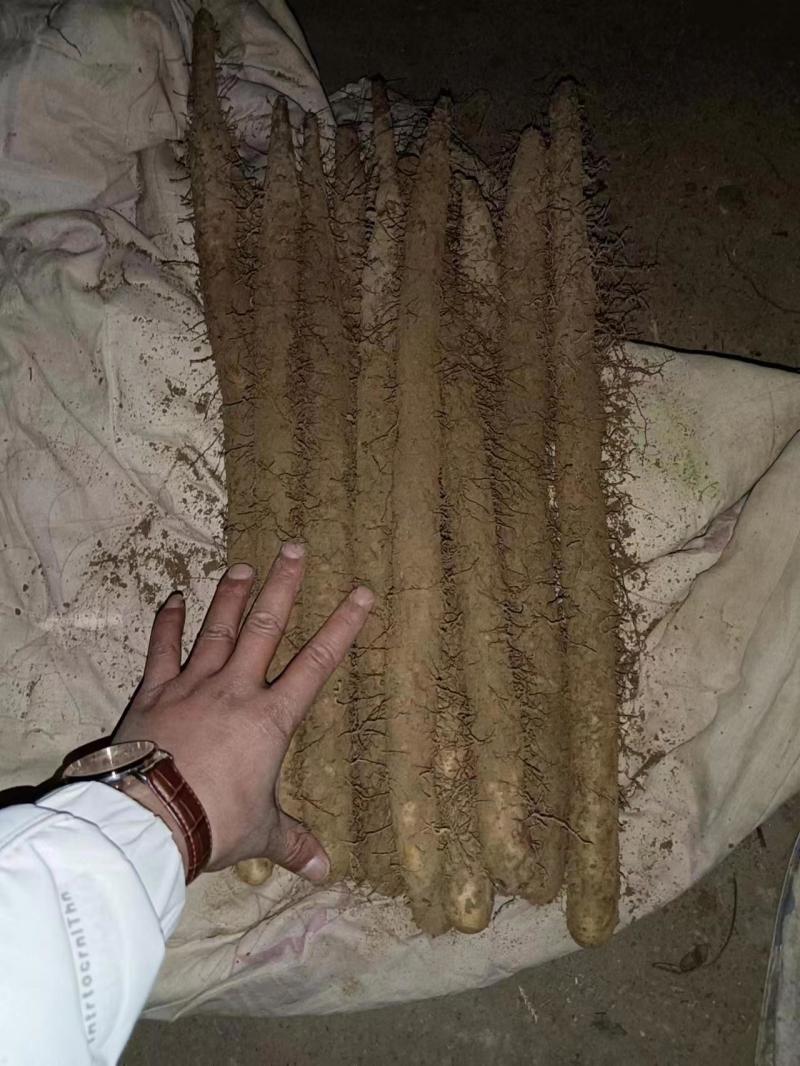 棒山药，干净没土，条形好，有粗度，有长度，软糯，香甜
