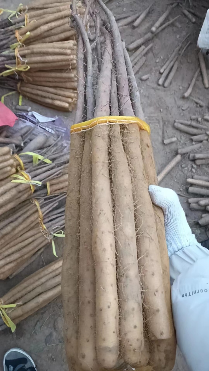 出售，批发，棒山药，软糯，长期供货欢迎各位老板前来选购