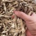 鹿茸菇，性价比特别高的鹿茸菇，粗条长条，干度特别好