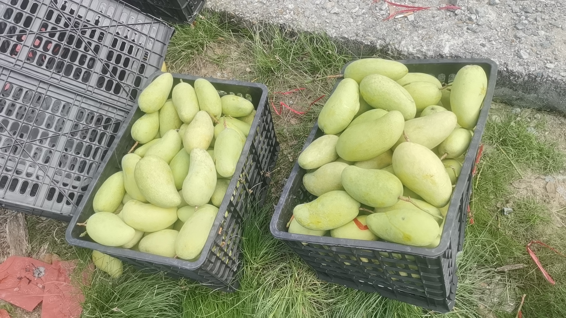 水仙芒果果园实景图