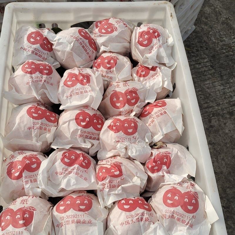 精品耙耙新鲜上市大量有货量大从优全国发