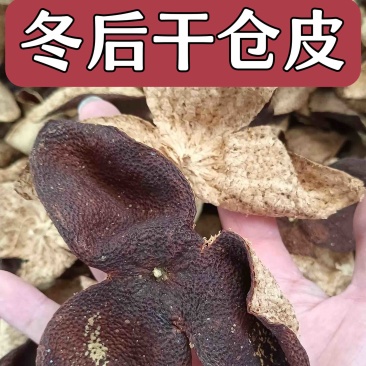 新会陈皮批发价干仓皮老陈皮广东新会陈皮大红柑皮