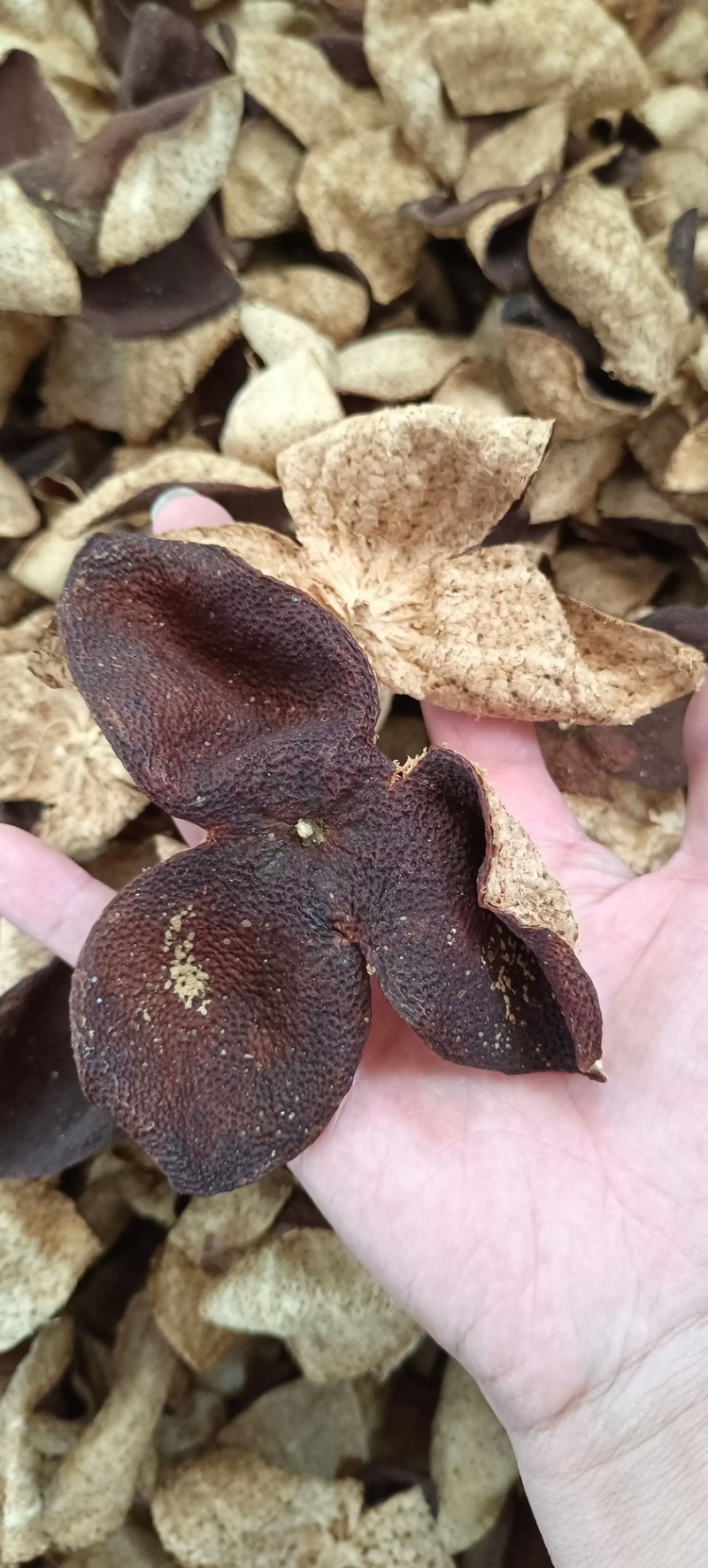新会陈皮批发价干仓皮老陈皮广东新会陈皮大红柑皮