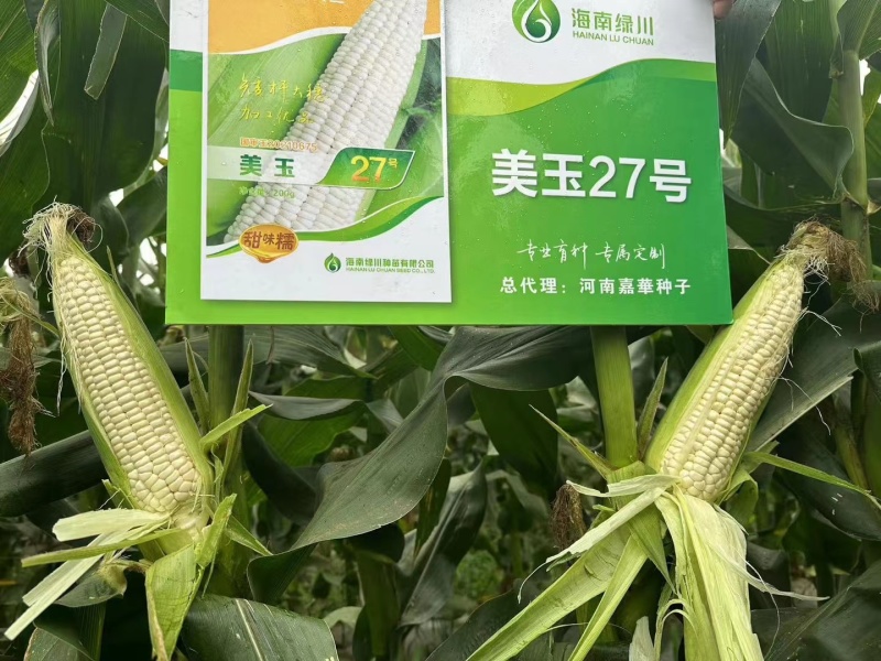 美玉27糯玉米种子美兰国审矮杆大棒甜糯早熟白糯27号玉米