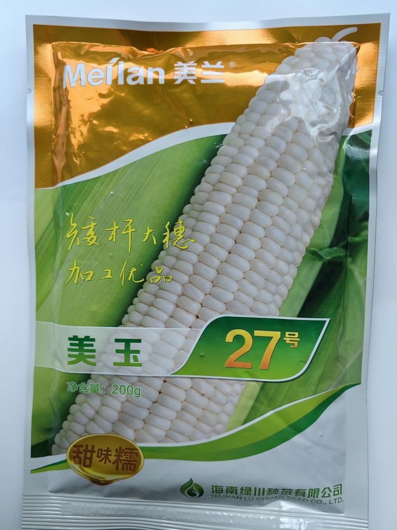 美玉27糯玉米种子美兰国审矮杆大棒甜糯早熟白糯27号玉米