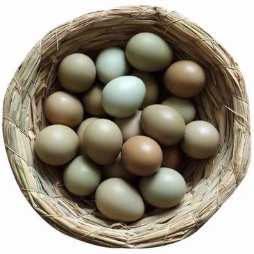 山东七彩山鸡蛋，自家养殖，货源充足，品质保证，欢迎咨询