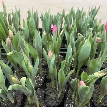 郁金香🌷成都