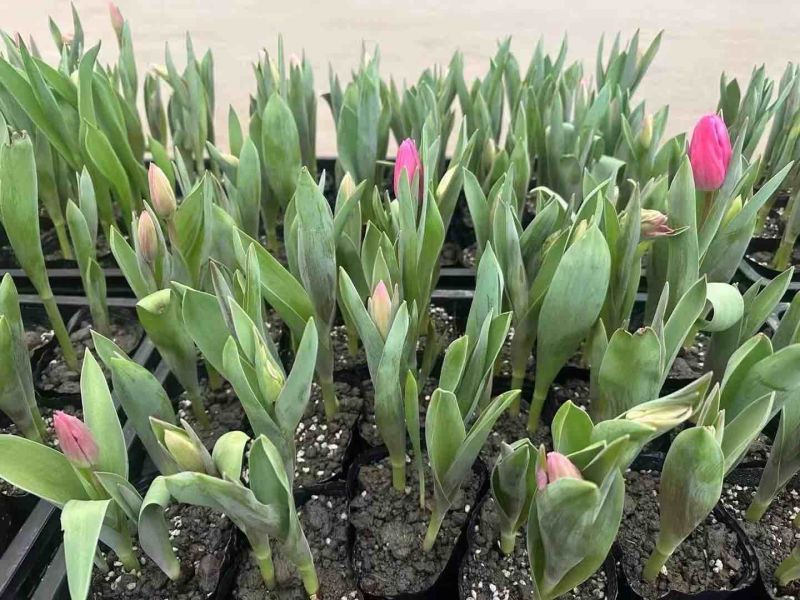 郁金香🌷成都
