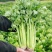 河南芹菜精品芹菜西芹货量充足全国发货整车发货