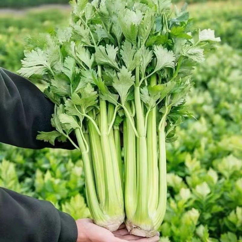 河南芹菜精品芹菜西芹货量充足全国发货整车发货