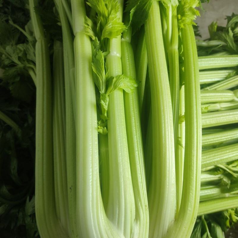 河南芹菜精品芹菜西芹货量充足全国发货整车发货