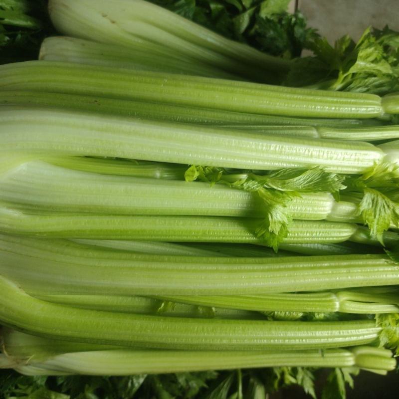 河南芹菜精品芹菜西芹货量充足全国发货整车发货