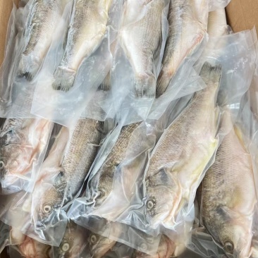 三去鲈鱼，开背鲈鱼