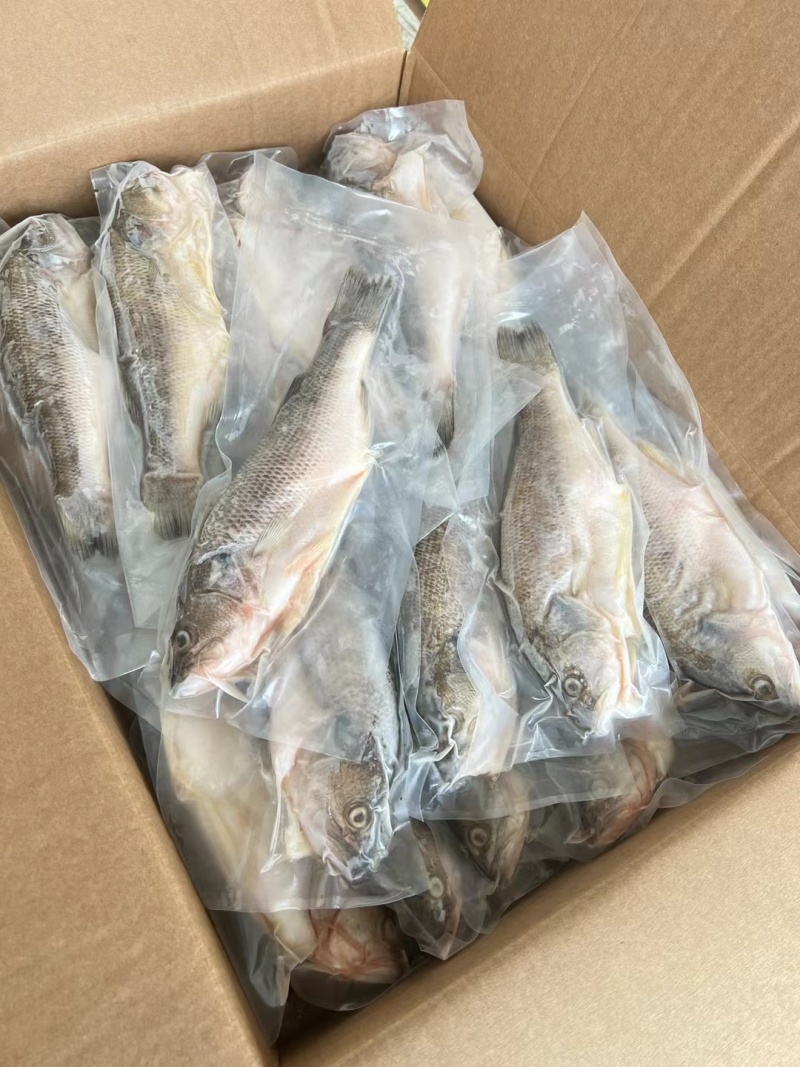 三去鲈鱼，开背鲈鱼