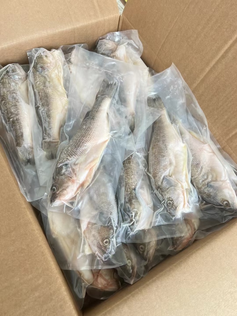 三去鲈鱼，开背鲈鱼