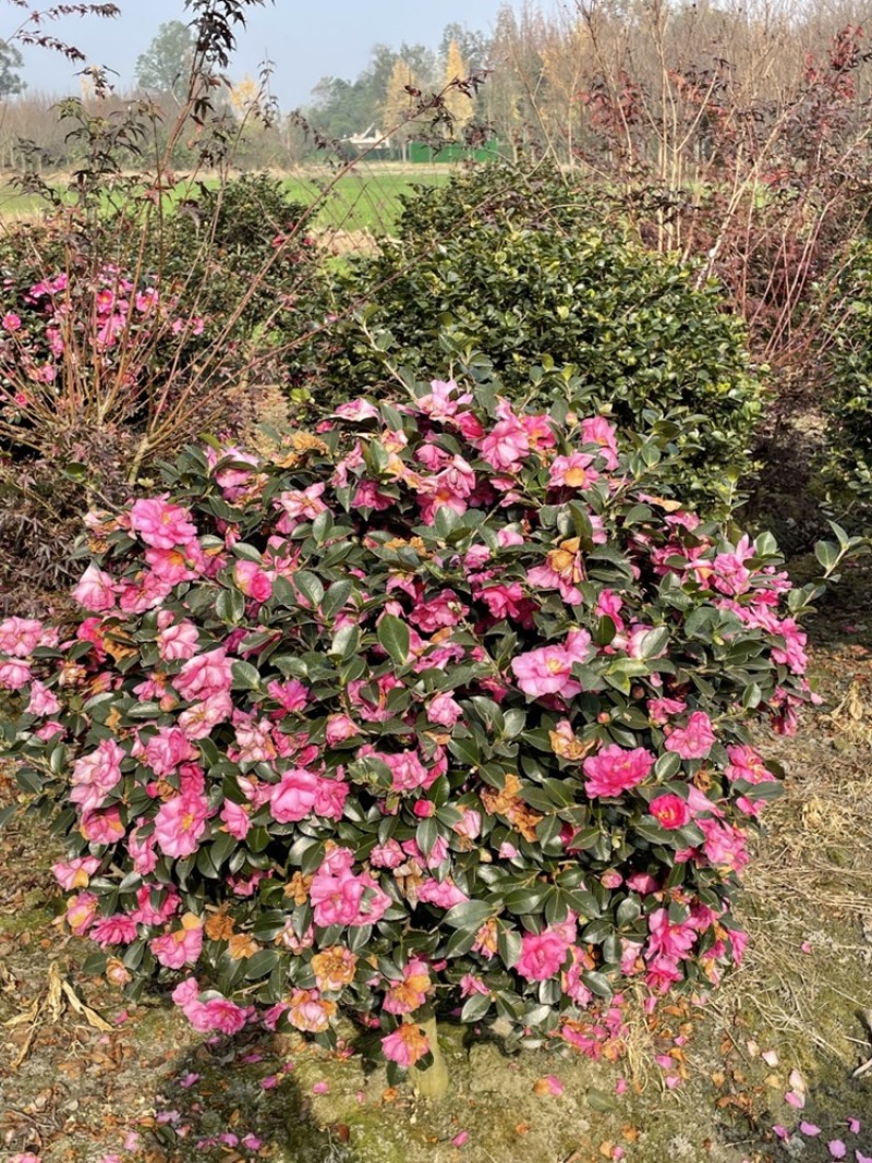 茶梅树，高分枝