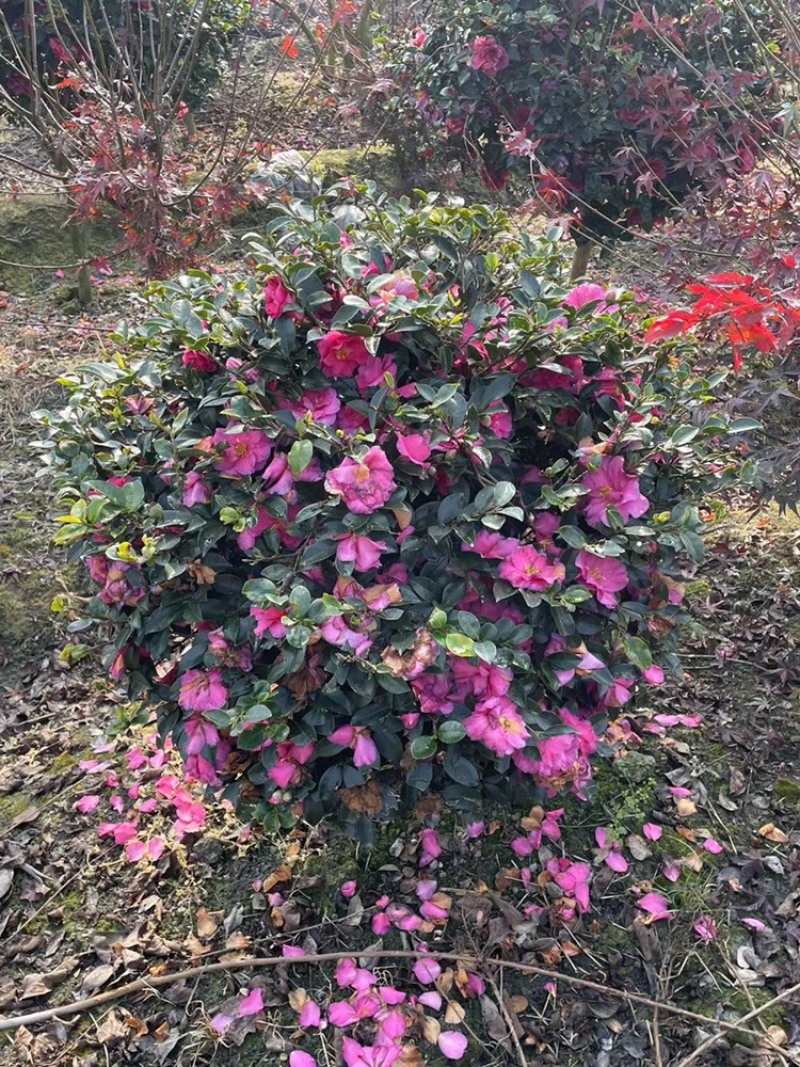 茶梅树，高分枝