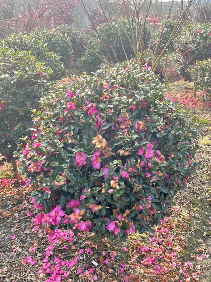 茶梅树，高分枝