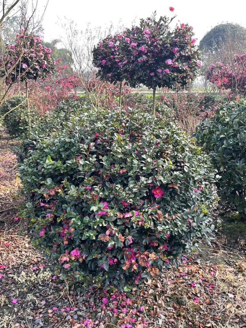 茶梅树，高分枝