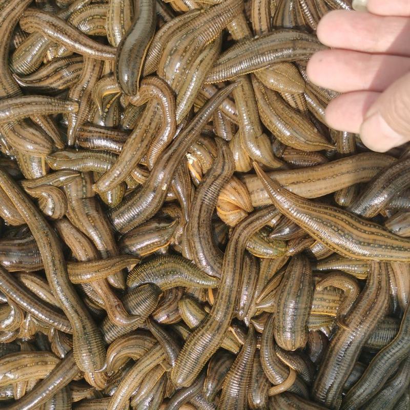 【种蛭】苏南25年特大水蛭产茧率99%产地直供电联优惠