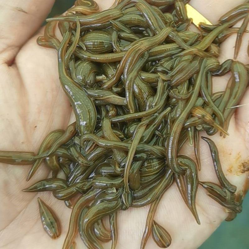 苏南青年苗买多少送多少成活率高生长快产量高