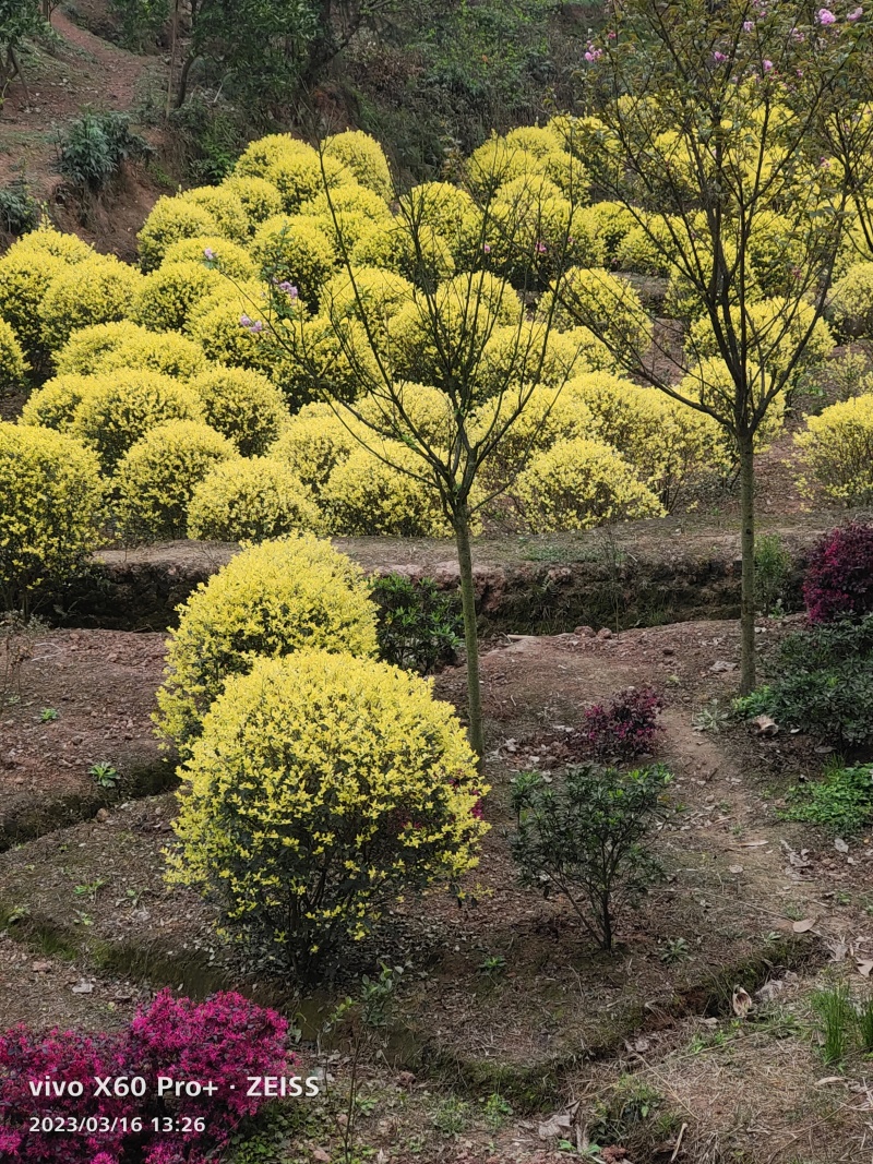 树苗，紫玉兰，紫微，桂花，红枫，红叶石楠，红继木，三角梅