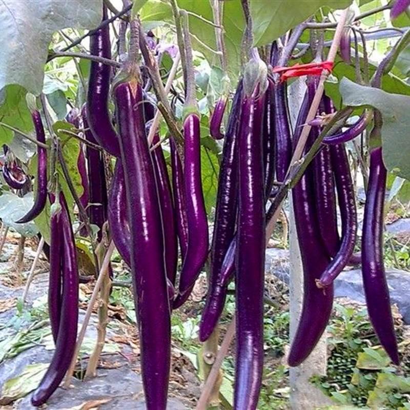 龙盛紫红线茄种子彩虹3号5号线茄长茄种籽四季蔬菜春季秋冬