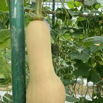 奶油南瓜种子杂交一代南瓜新品种，早熟耐热抗春季栽培