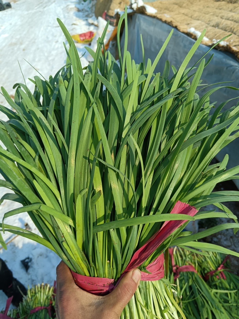 韭菜头茬山东莘县韭菜之乡大量供应可视频看货品质保证
