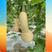 奶油南瓜种子杂交一代南瓜新品种，早熟耐热抗春季栽培