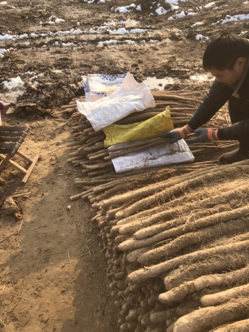 （优质）铁棍山药河南山药对接各大市场货源充足