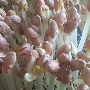 蔬菜花生芽芽苗菜大量现货量大从优价格优惠欢迎电话