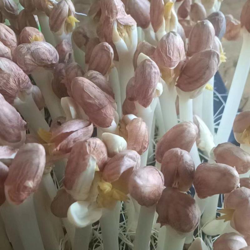 蔬菜花生芽芽苗菜大量现货量大从优价格优惠欢迎电话