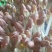 蔬菜花生芽芽苗菜大量现货量大从优价格优惠欢迎电话