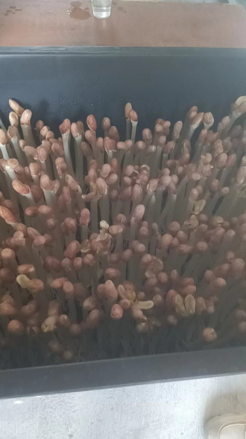 蔬菜花生芽芽苗菜大量现货量大从优价格优惠欢迎电话
