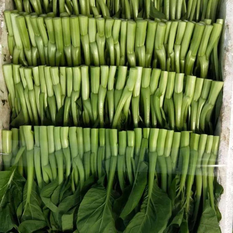 牛商推荐菜苔青菜苔红菜苔菜心各种精品蔬菜来电咨询长期合作