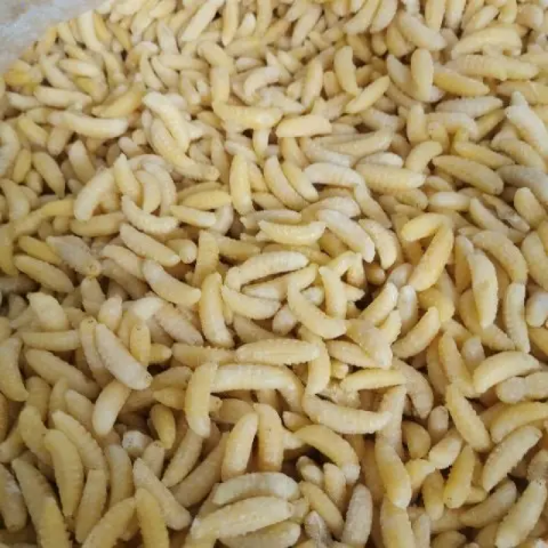 树蜂精品蜂蛹一手货源批发欢迎咨询批发酒店农庄