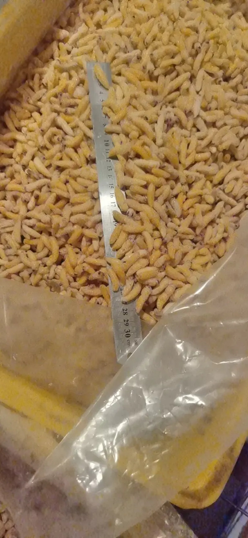树蜂精品蜂蛹一手货源批发欢迎咨询批发酒店农庄