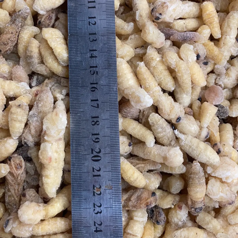 树蜂精品蜂蛹一手货源批发欢迎咨询批发酒店农庄
