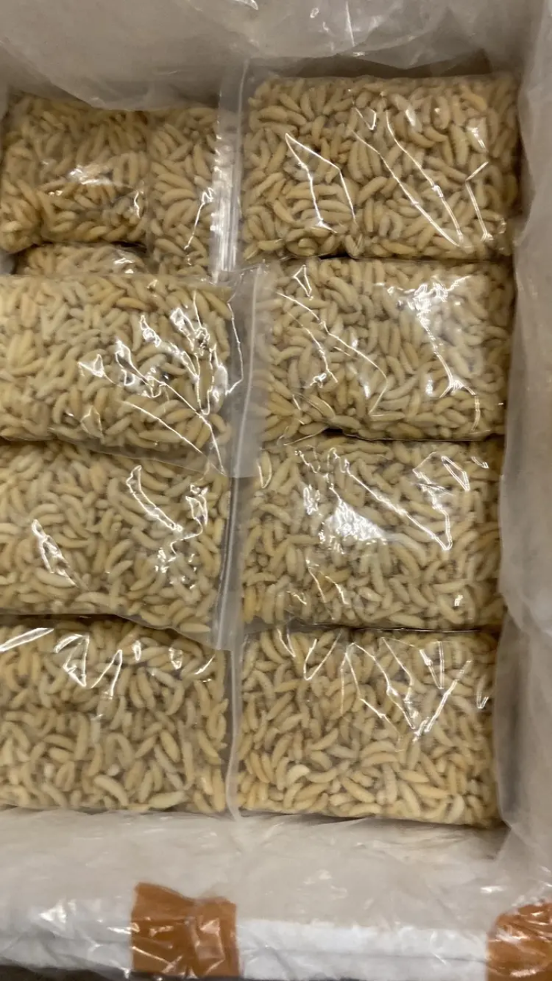 树蜂精品蜂蛹一手货源批发欢迎咨询批发酒店农庄