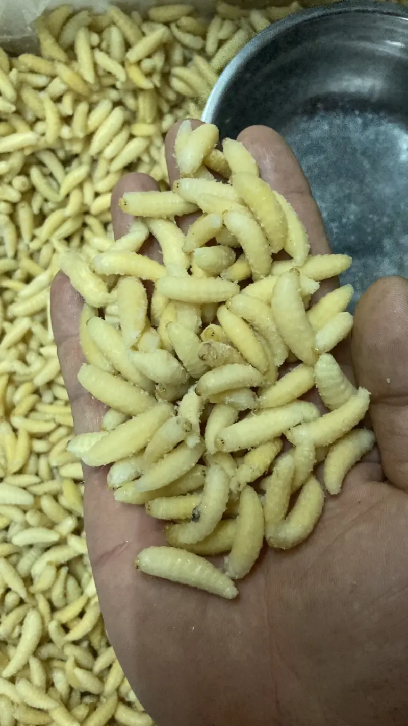 树蜂精品蜂蛹一手货源批发欢迎咨询批发酒店农庄